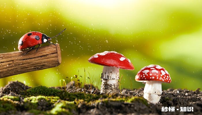 瓢虫喜欢在什么地方 什么地方瓢虫多