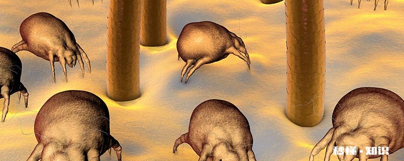 螨虫怎么杀死 怎样杀螨虫最有效的方法