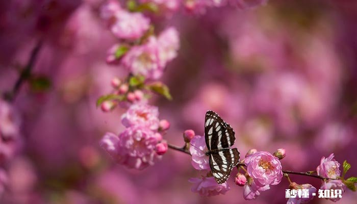 蝴蝶幼虫吃什么 蝴蝶幼虫喜欢吃什么植物