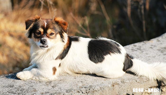 蝴蝶犬的特点 蝴蝶犬和泰迪杂交特点