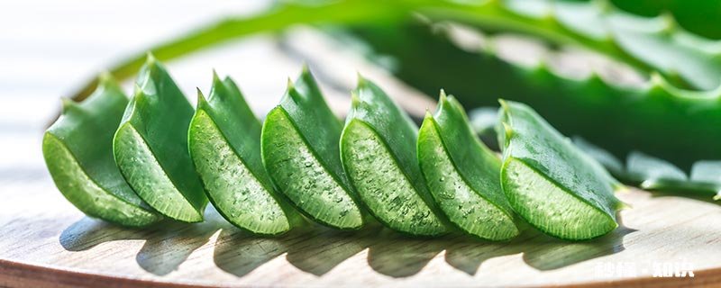 芦荟的叶子为什么很干 芦荟叶子为什么会变软