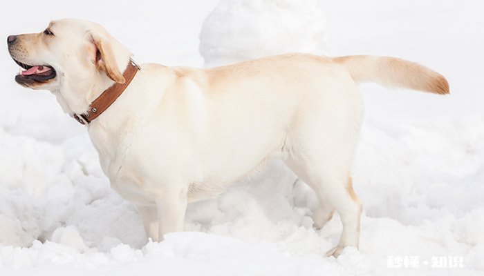狗狗吐出蛔虫怎么办 狗狗吐蛔虫还有救吗