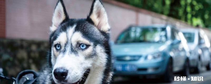 狗狗吐出蛔虫怎么办 狗狗吐蛔虫还有救吗