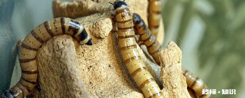 黄粉虫从孵化到产卵需要多久 黄粉虫产卵孵化技术