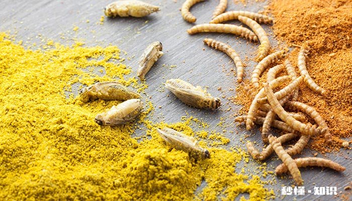 黄粉虫从孵化到产卵需要多久 黄粉虫产卵孵化技术