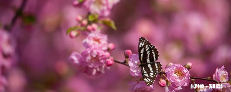 蝴蝶翅膀的特点 蝴蝶翅膀的特点简写10字