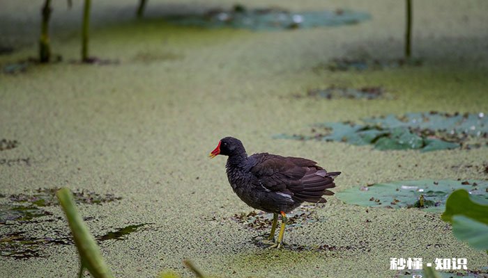 野鸡的特点 野鸡的生活环境及特点