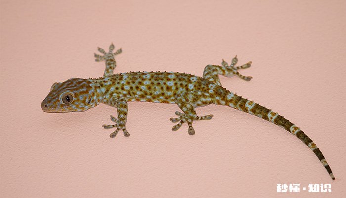 家里怎样防虫 家里怎样防虫防壁虎