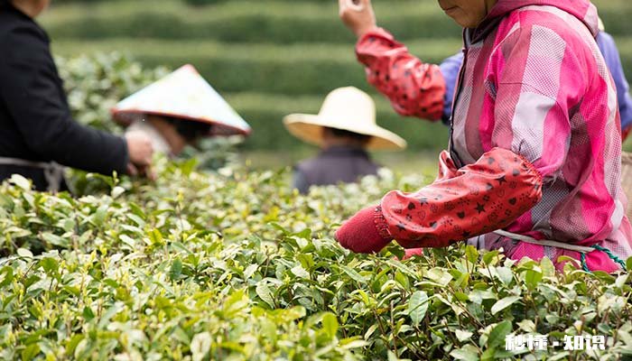 茶树一般多高 一般的茶树能长多高