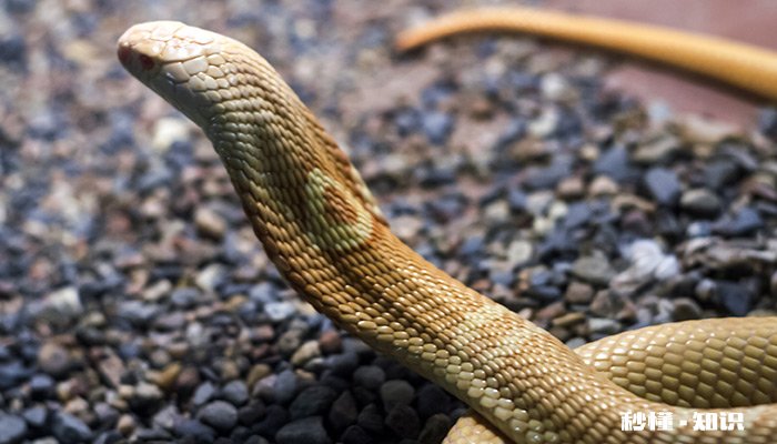 锦蛇是保护动物吗 紫灰锦蛇是几级保护动物