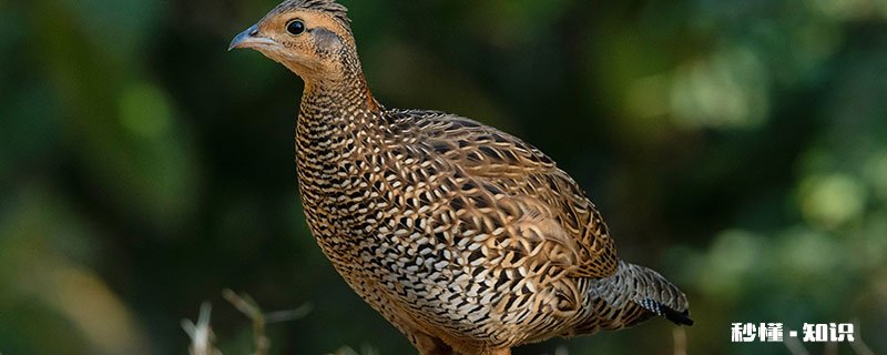 松鸡的特点 松鸡的喙有什么特点