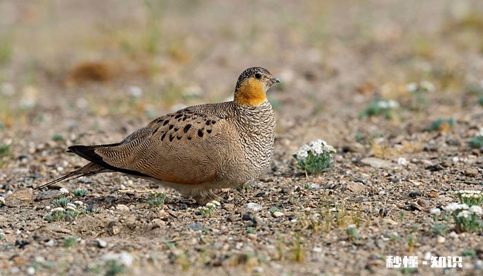 松鸡的特点 松鸡的喙有什么特点