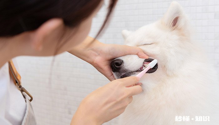 狗狗眼里的颜色 狗狗眼里看到的颜色