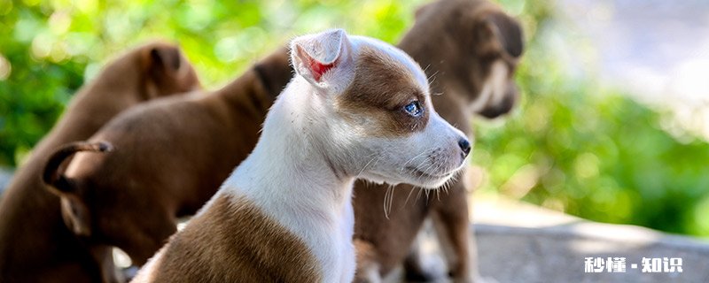 狗狗眼里的颜色 狗狗眼里看到的颜色