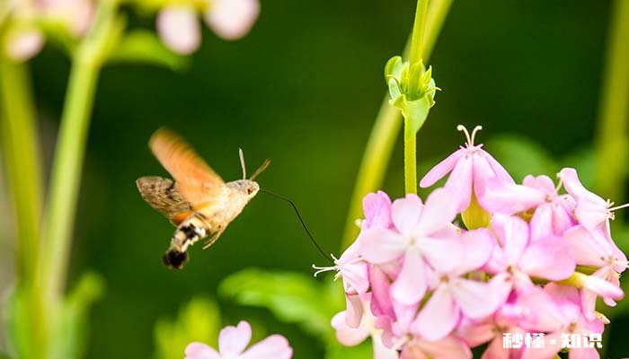 昆虫有哪些动物 常见的昆虫100种