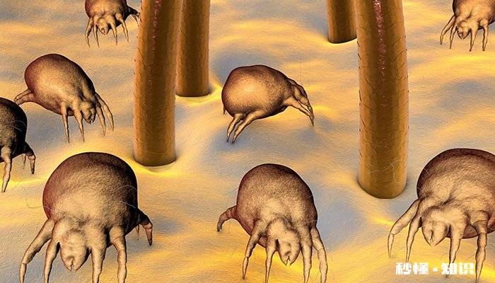 脸上怎么去除螨虫 脸上好多螨虫怎么去除