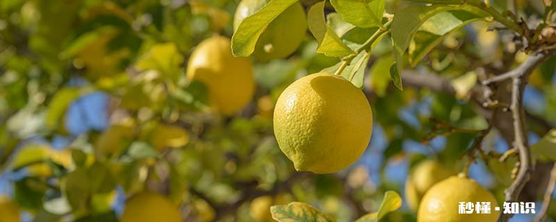 柠檬怎么才能开花结果 手指柠檬什么时候开花结果