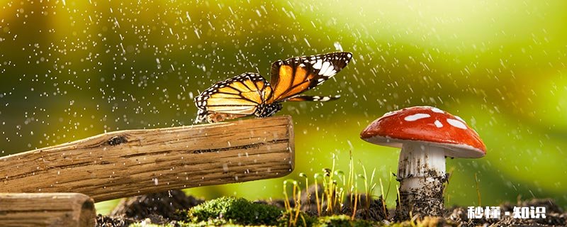 蝴蝶在人身上停留的原因 蝴蝶停留在人身上是什么意思