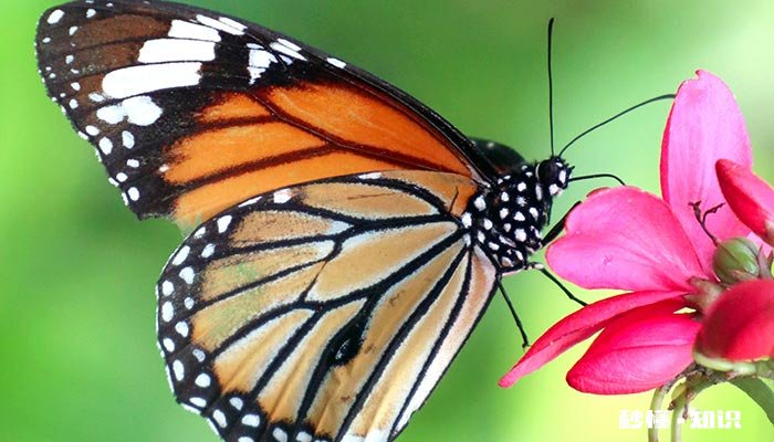 蝴蝶在人身上停留的原因 蝴蝶停留在人身上是什么意思