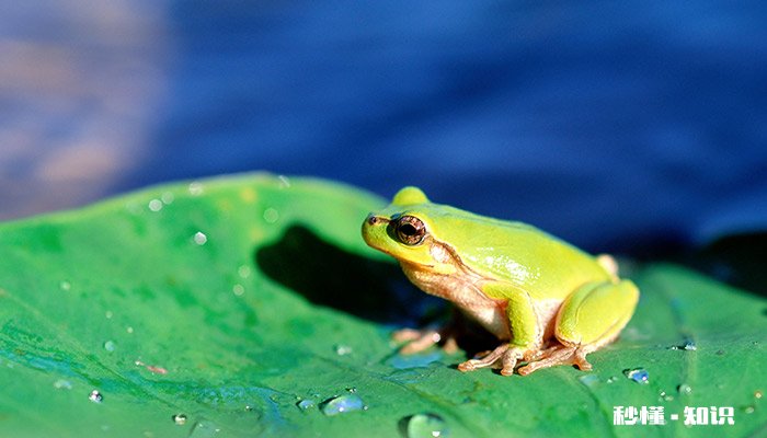 青蛙是昆虫类吗 青蛙是昆虫类吗