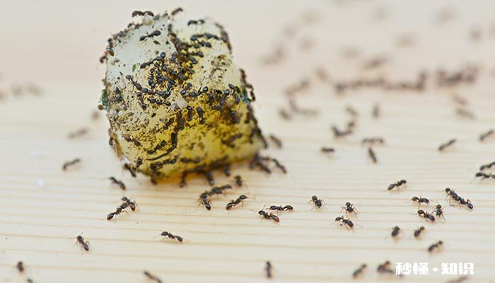 蚂蚁有哪些神奇的本领 蚂蚁有哪些神奇的本领