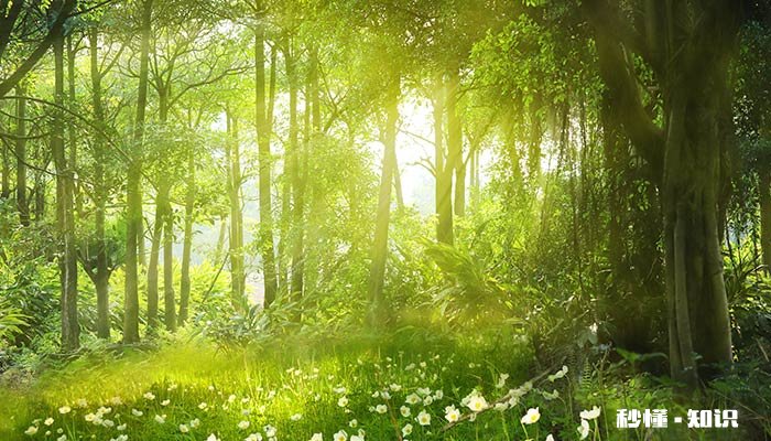 植物纤维是什么面料 再生植物纤维是什么面料