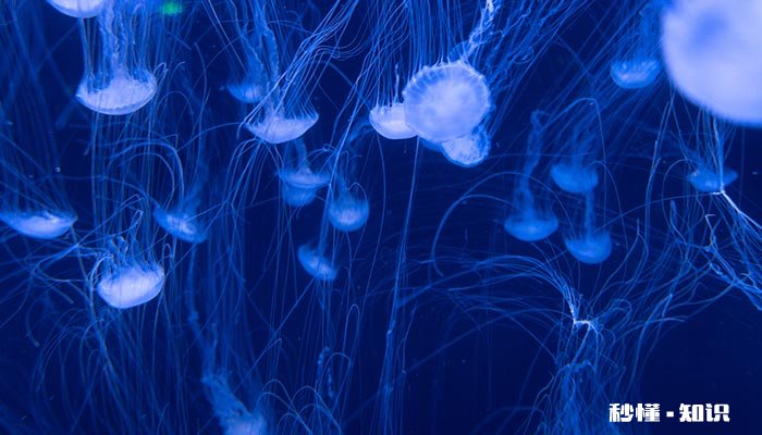 海底动物是怎样爬行的 海底爬行最慢的动物是什么