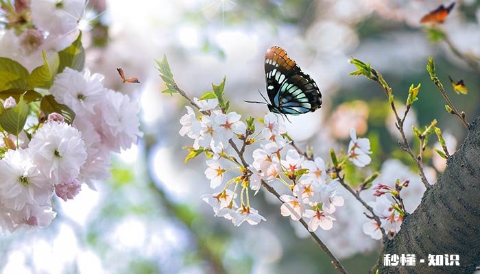 蝴蝶飞行时具有什么特点 蝴蝶飞行时的特点