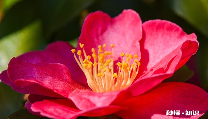 山茶花落叶原因 山茶花落叶怎么办