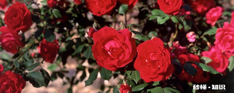 山茶花落叶原因 山茶花落叶怎么办