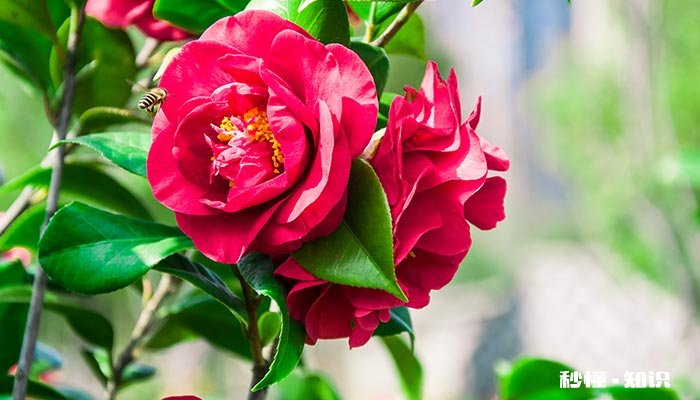 养山茶花的注意事项 山茶花夏天的养殖方法和注意事项