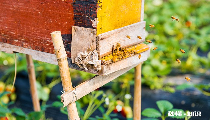 怎么让蜜蜂飞出房间 蜜蜂要飞逃怎么处理