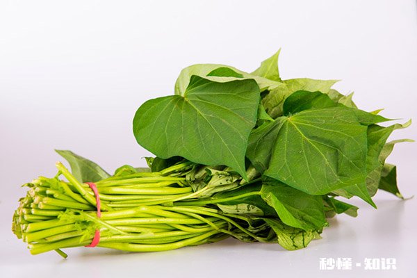 红薯叶哪三类人不能吃 红薯叶的功效与作用