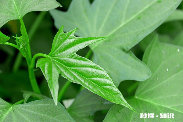红薯叶哪三类人不能吃 红薯叶的功效与作用