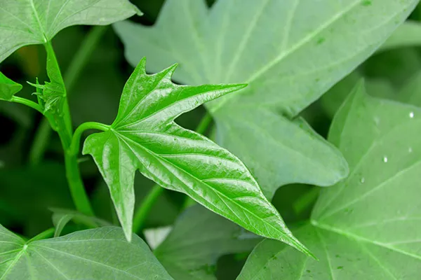 红薯叶哪三类人不能吃 红薯叶的功效与作用