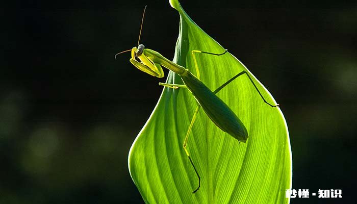 昆虫类有哪些动物 什么昆虫可以养