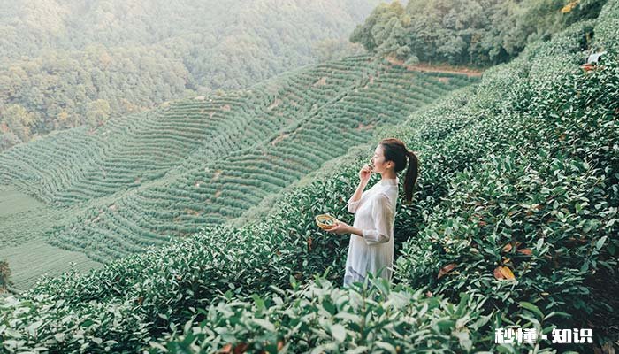 茶树的栽培温度 茶树的栽培与种植技术