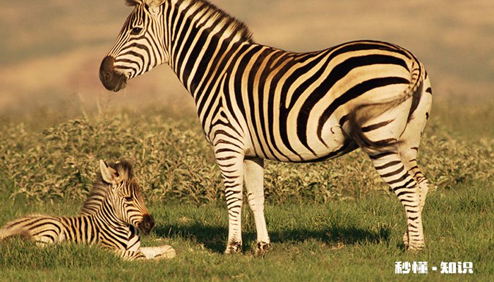 斑马的条纹怎么来的 斑马的条纹怎么来的,换一个奥特曼,画一个奥特曼