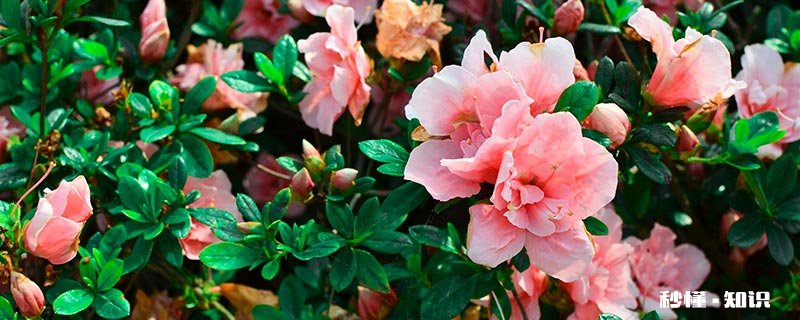 山茶花养殖条件 盆栽山茶花的养殖方法