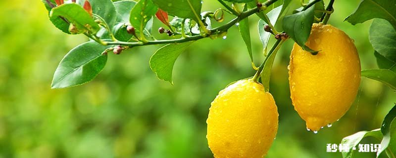 柠檬汁可以放多久 柠檬汁挤出来能放多久