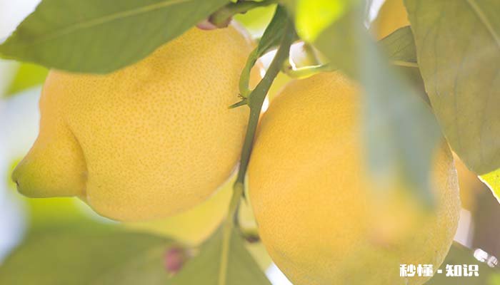 柠檬汁可以放多久 柠檬汁挤出来能放多久