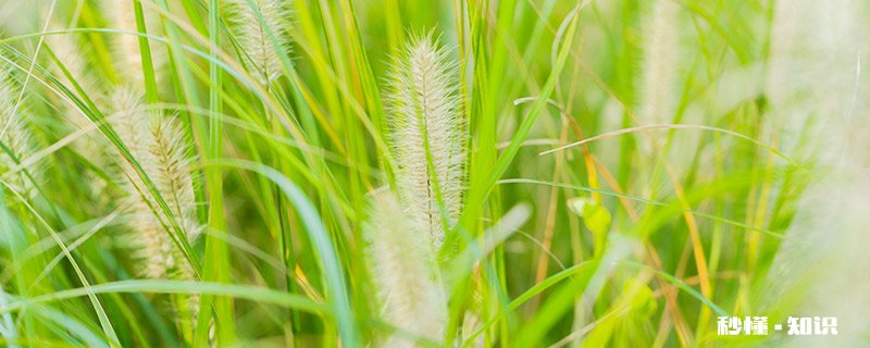 绿叶植物可以用啤酒喷叶么 绿叶植物可以喷啤酒吗