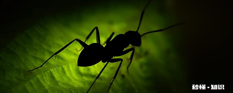 菜地蚂蚁用什么药可以杀死 菜地有蚂蚁用什么药