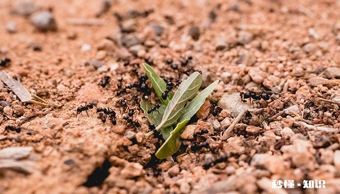 蚂蚁搬家要下雨的原因 为什么蚂蚁搬家要下雨的原因