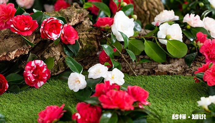 山茶花晒蔫怎么回事 山茶花的叶子一碰就掉了是怎么回事