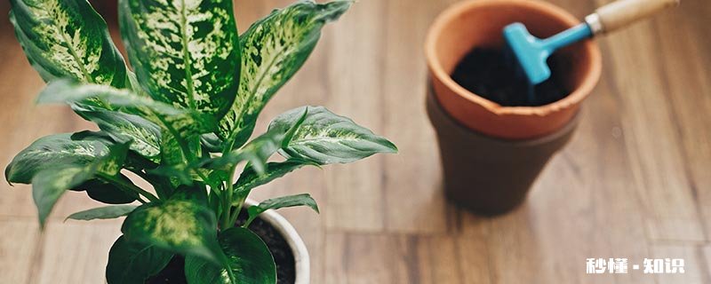 盆栽万年青用什么土比例是多少 万年青盆栽用什么土合适