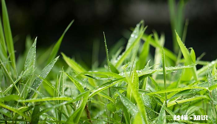 竹竿竹杆的区别 竹竿和竹秆的区别