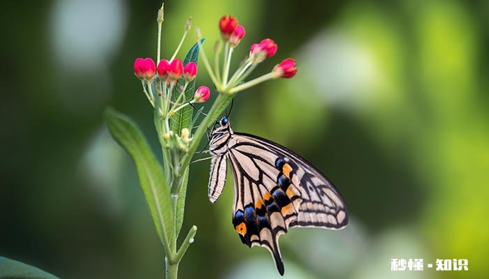 蝴蝶的寓意 人死后出现蝴蝶的寓意