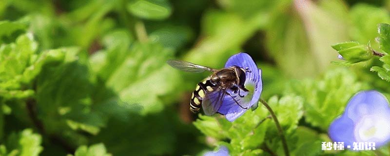蜜蜂怎么知道哪里有花蜜可以采 怎么知道哪里有蜜蜂窝