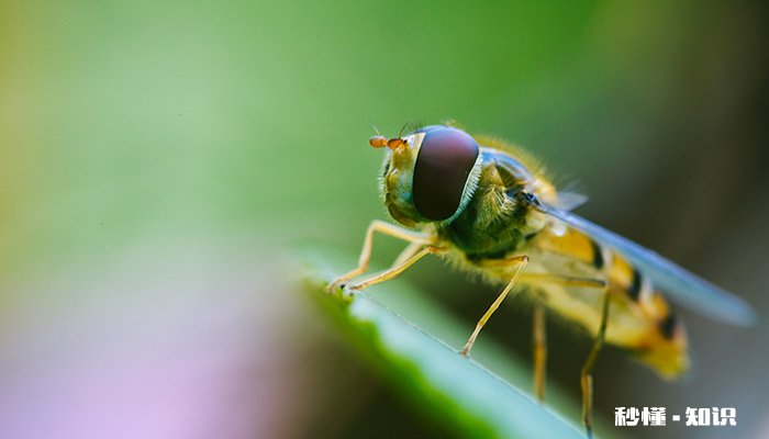 蜜蜂怎么知道哪里有花蜜可以采 怎么知道哪里有蜜蜂窝